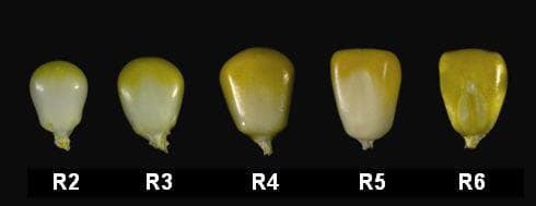 corn maturity