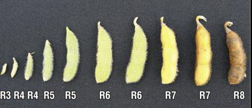 Soybean pod stages