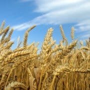 Wheat field