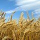 Wheat field