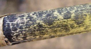 Anthracnose Stalk Rot photo