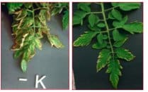 Potassium deficiency in tomatoes photo