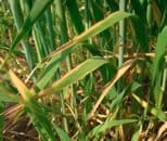 Potassium deficiency in wheat photo