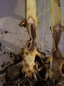 Pythium stalk rot