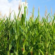 Corn field photo