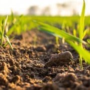 corn seedling