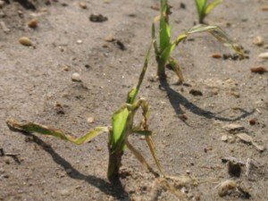 salt injury on corn photo