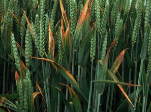 Barley Yellow Dwarf Virus