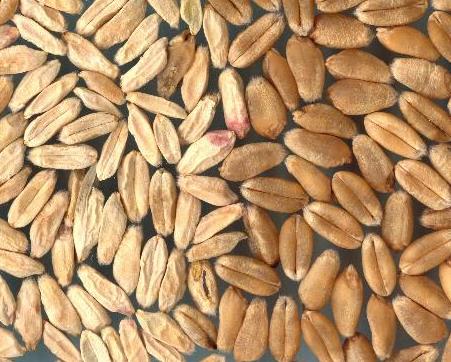 Fusarium Head Blight affected wheat kernels