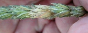 Fusarium head blight