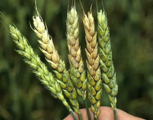 Fusarium Head Blight in wheat photo