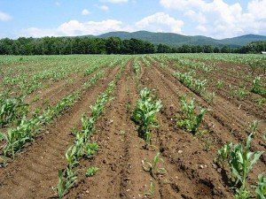 Grub damage in corn