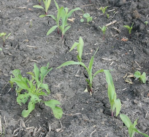 Weeds in Corn photo