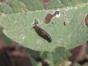 Slugs feeding on soybeans