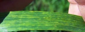 Soil Borne Wheat Mosaic photo