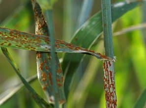 Stem Rust Wheat