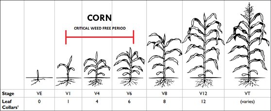 CriticalWeedFreeTiming_Corn