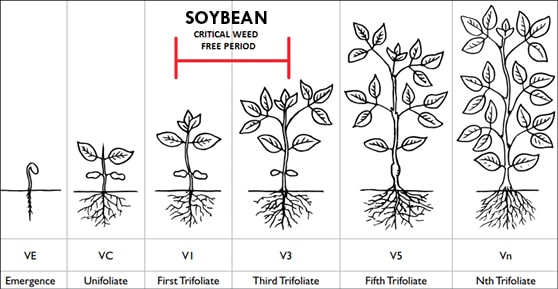 CriticalWeedFreeTimingChart_Soy