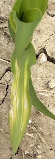 Zinc deficiency in corn