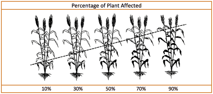 Percentage of wheat plant affected photo