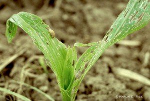 Slugs feeding on corn