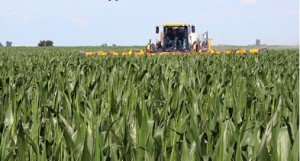 Custom Application in tall corn