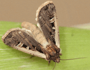 Western Bean cutworm adult