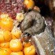 Western Bean Cutworm Larvae