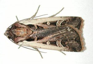 Western Bean Cutworm Adult-Rice