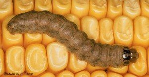 Western Bean Cutworm Larvae-Rice