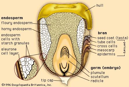 Corn Kernel Development