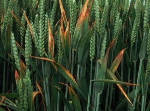 Barley Yellow Dwarf virus (photo)