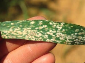 Powdery mildew in wheat (photo)