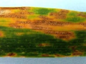 Septoria Leaf Spot in wheat photo