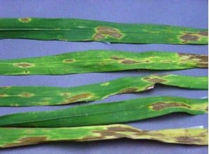 Stagonospora Glume Blotch in wheat photo