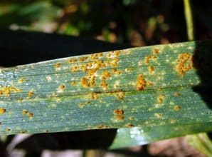 leaf rust in wheat photo