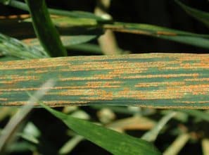 stripe rust in wheat photo