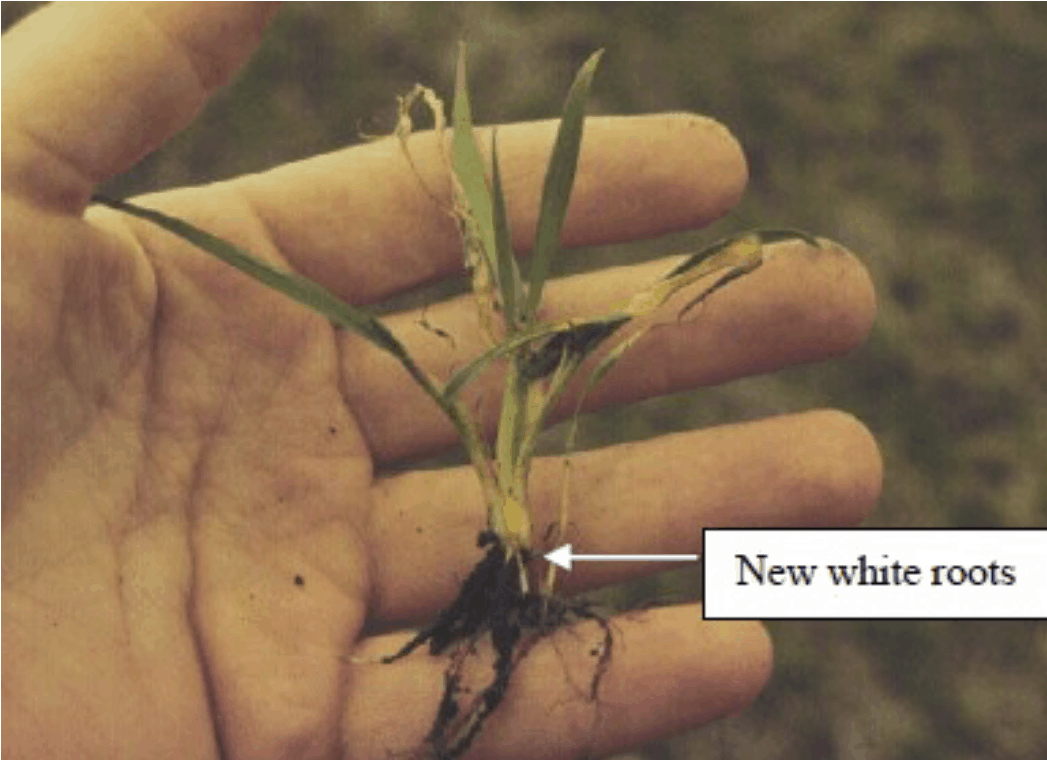 Assessing winter wheat survival