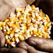 corn held in farmer's hands