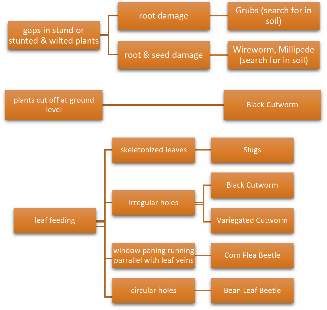 Early season pests identification chart