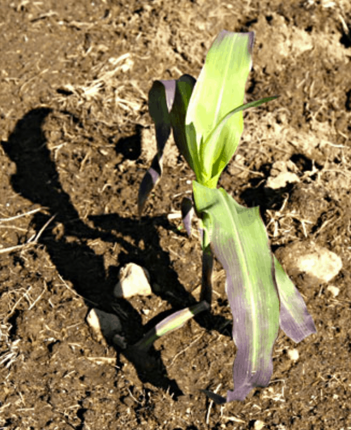 Phosphorus deficiency in corn photo