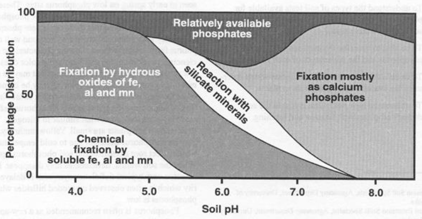 Phosphorus tie-up chart 2