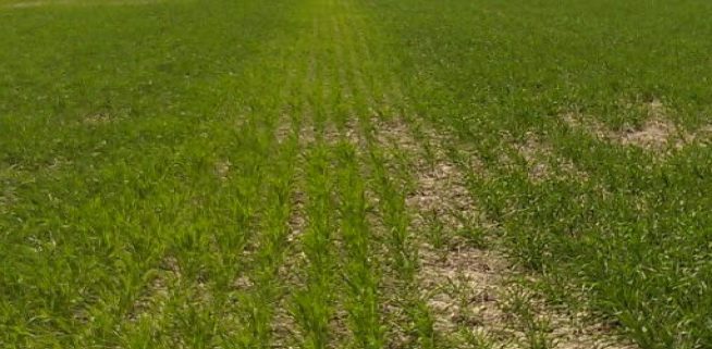 winter wheat stand