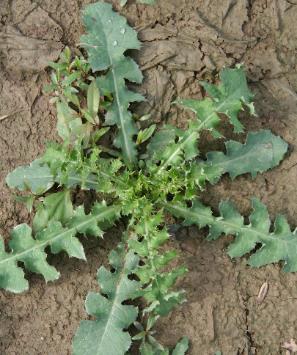 Annual Sow Thistle