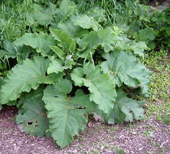 Burdock