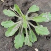 Canada Fleabane