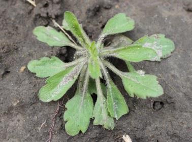 Canada Fleabane