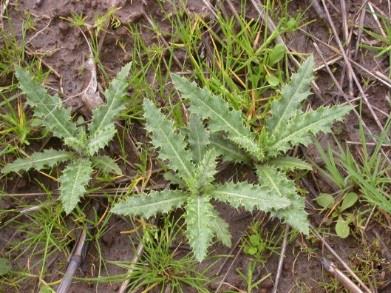 Canada Thistle