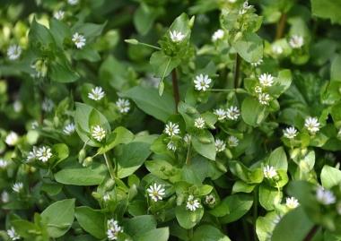 Common Chickweed