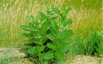 Common Milkweed